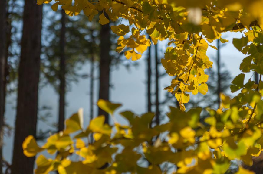 关于银杏叶秋天意境的诗句,十二首有关银杏的诗词