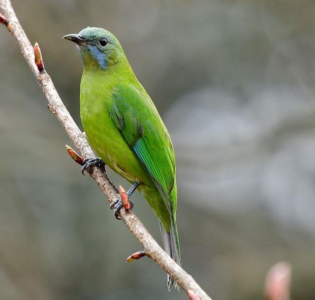 喜欢拍鸟吗？这7个方法让你记录“鸟儿”美，适合新手的拍照攻略