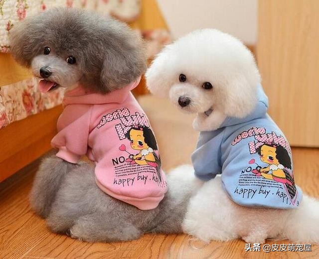 养泰迪犬是公的好还是母的好,养泰迪犬非要狗笼吗