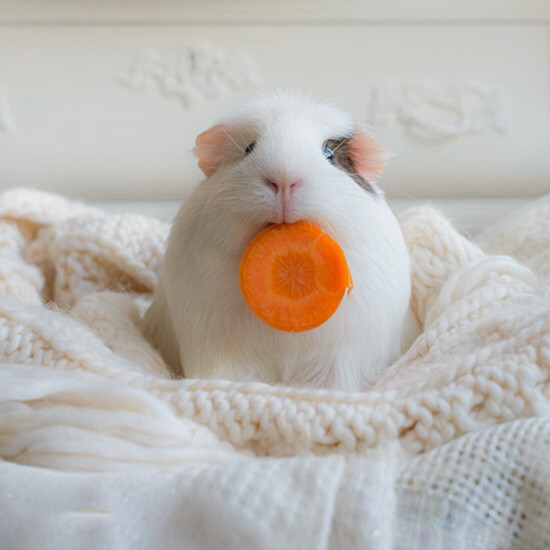 荷兰猪和荷兰鼠有什么区别,荷兰猪是豚鼠还是小香猪