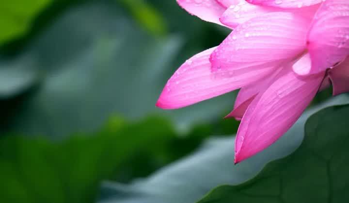 瘦西湖二分明月夜游活动,瘦西湖游玩攻略