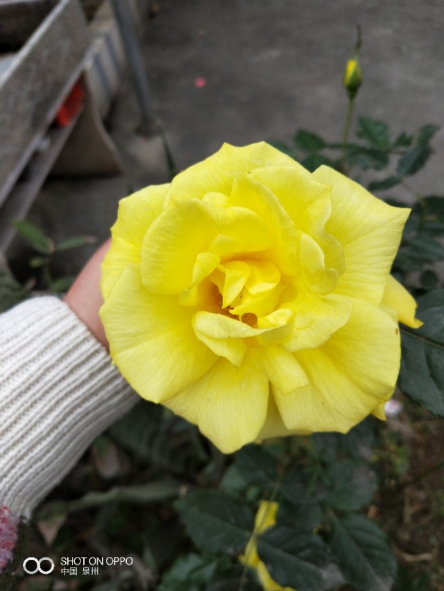 花开的时候最珍贵完整版,花开的时候你就来看我