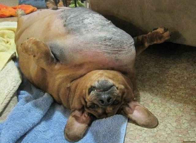 狗狗长胖的危害,狗狗长胖了怎么办