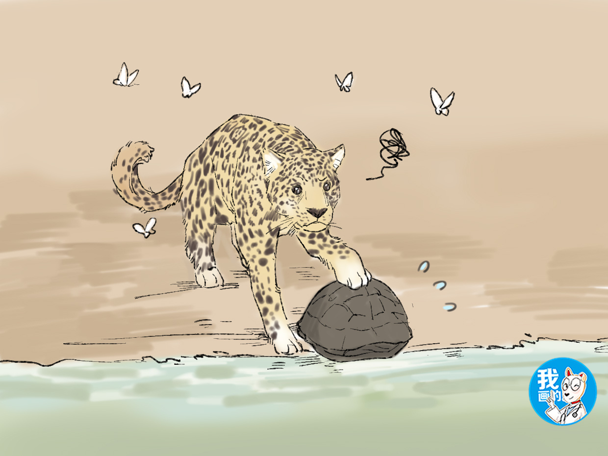 女子在湿地公园拍到豹子要吃乌龟,刚要感慨,没想到事情有了转机