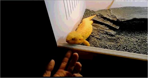 鬃狮蜥饲养超级指南成长记录,养一只鬃狮蜥需要准备什么