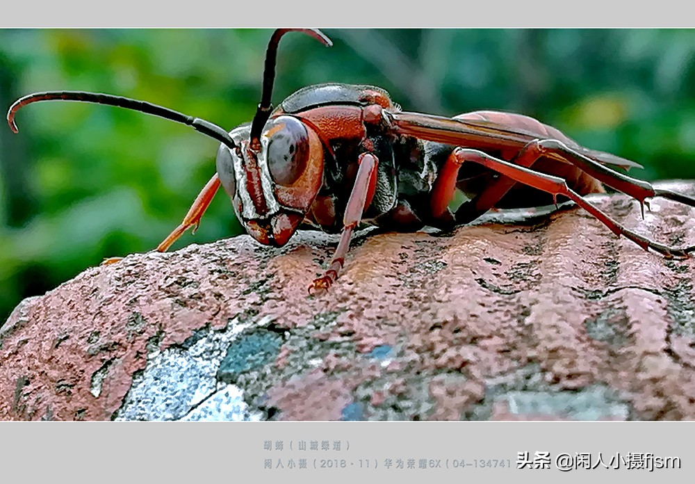 摄影图文：“秋天莫惹胡蜂”,几种常见的胡蜂