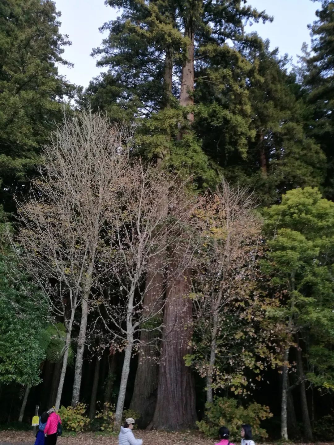 难忘的新西兰之行,在新西兰难忘的日子