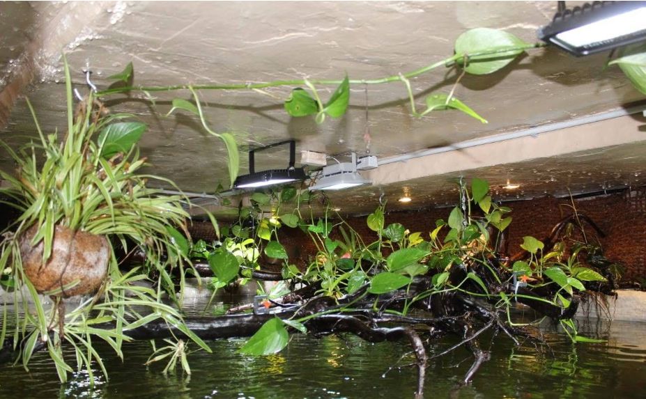 自己做大型水陆缸,在家自己打造一个沙漠缸