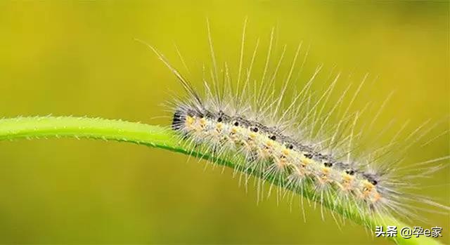 身上出现许多小黑痣,身上出现凸起黑痣一定要重视