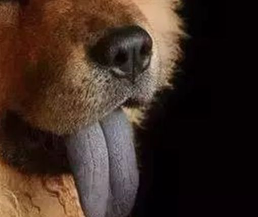 汪星人真实的秘密,汪星人的惊人秘密