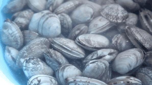 花蛤和蛤蜊的区别图解,花蛤和蛤蜊有区别吗