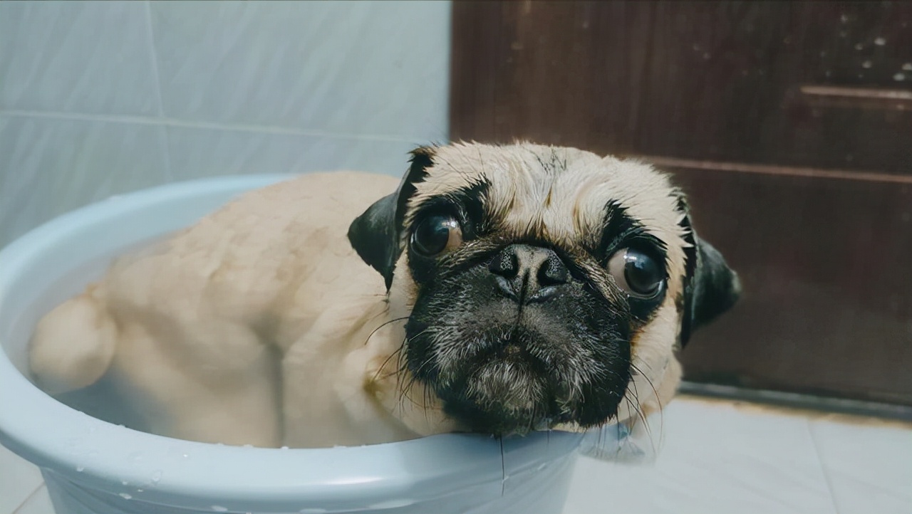 巴哥犬冷知识你知多少,巴哥犬的六大缺点