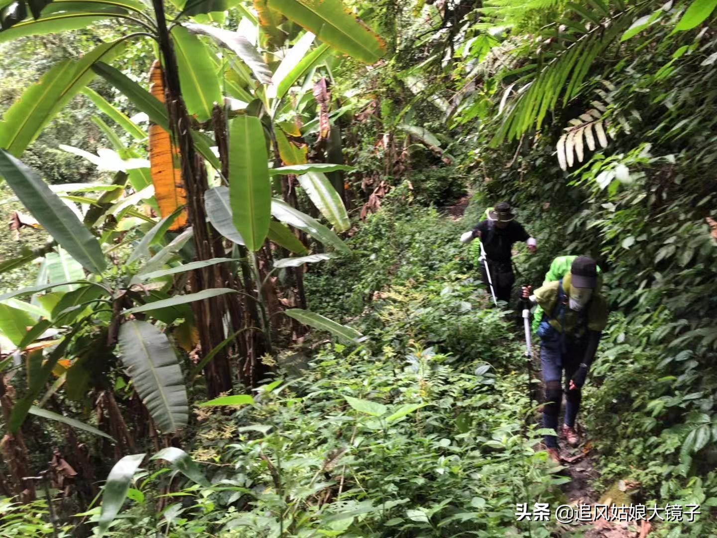穿越到原始森林里面,穿越原始森林来种田