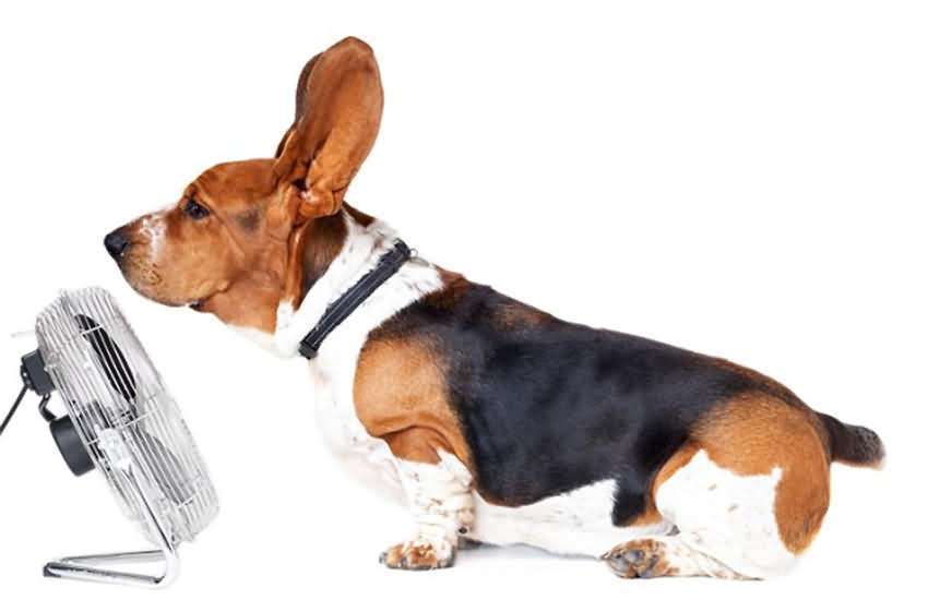 狗狗也会来姨妈么,狗狗也会来姨妈