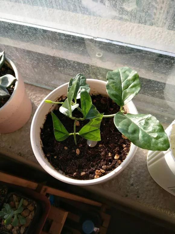 塑料瓶绑在月季上能生根吗视频,水扦插适应哪些花卉