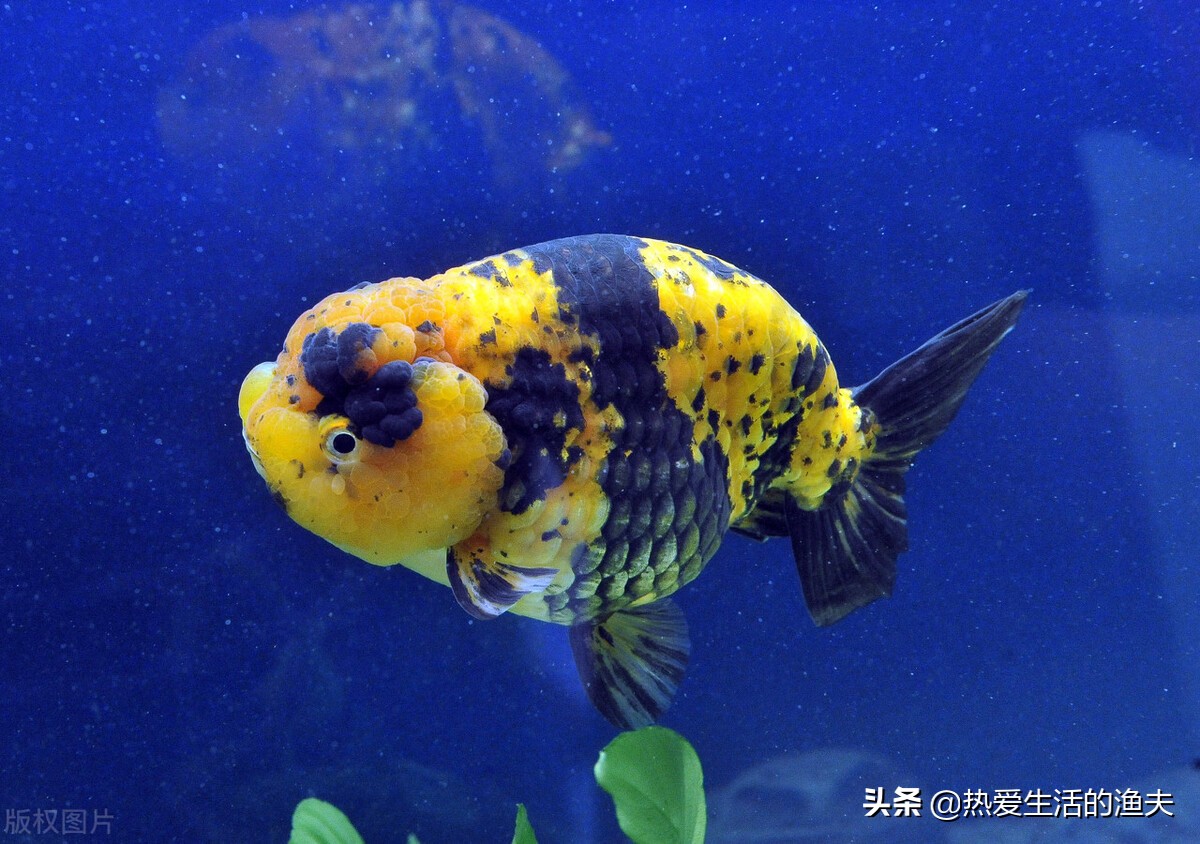 金鱼怎么养才不会死掉,养金鱼容易死的几个原因