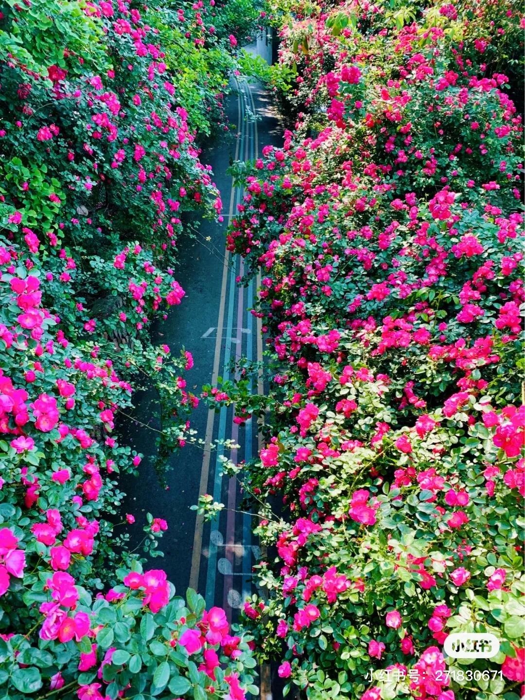 成都春游好去处周末 (成都周边周末春游推荐)