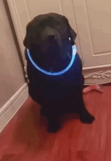 养狗是黑的好还是黄的好,养狗黑狗好吗