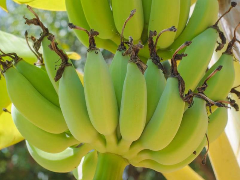 香蕉的储存和催熟流程,香蕉受冻后怎么补救