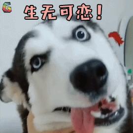 狗狗咳嗽呕吐白色粘液是什么原因,狗狗一直咳嗽干呕咋回事