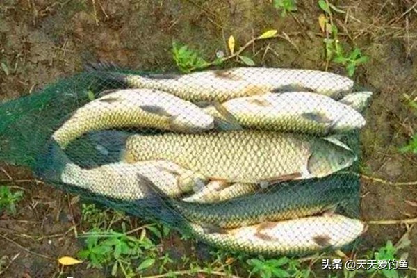 海竿钓20斤到30斤草鱼串钩怎么选,鱼钩钓草鱼技巧和方法