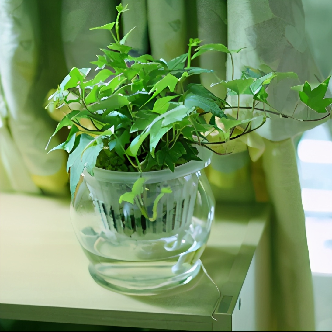 南美室内水培观赏绿植,水培绿植与土培绿植的区别
