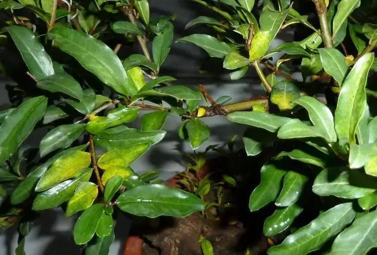 果树只开花不挂果是树苗问题吗,果树只出芽不开花