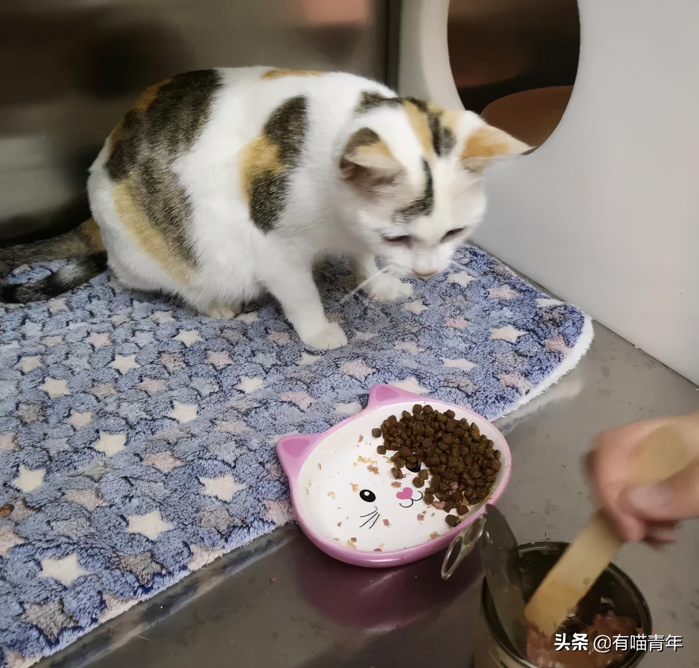 北大猫咪图鉴,中国人民大学猫咪图鉴