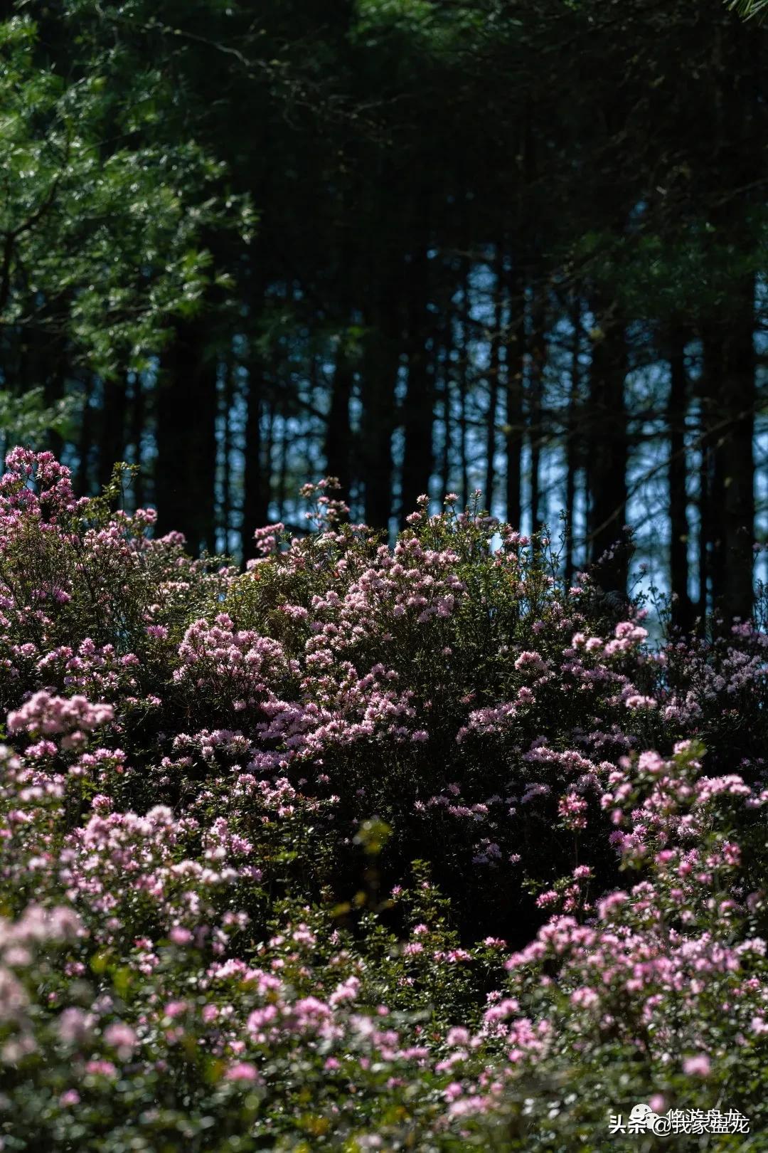100张照片一百种幸福,100张图片带你去云南