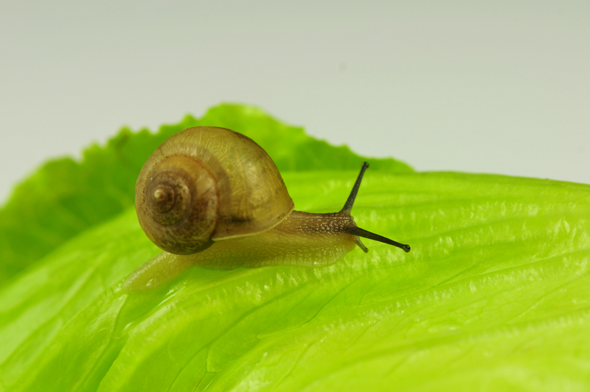 多肉蜗牛养殖方法,多肉蜗牛养护方法