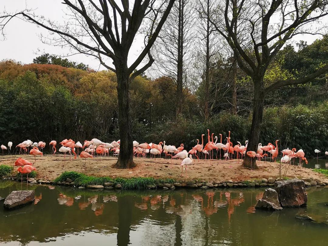 上海野生动物园旅游攻略路线推荐,上海野生动物园旅游攻略50字