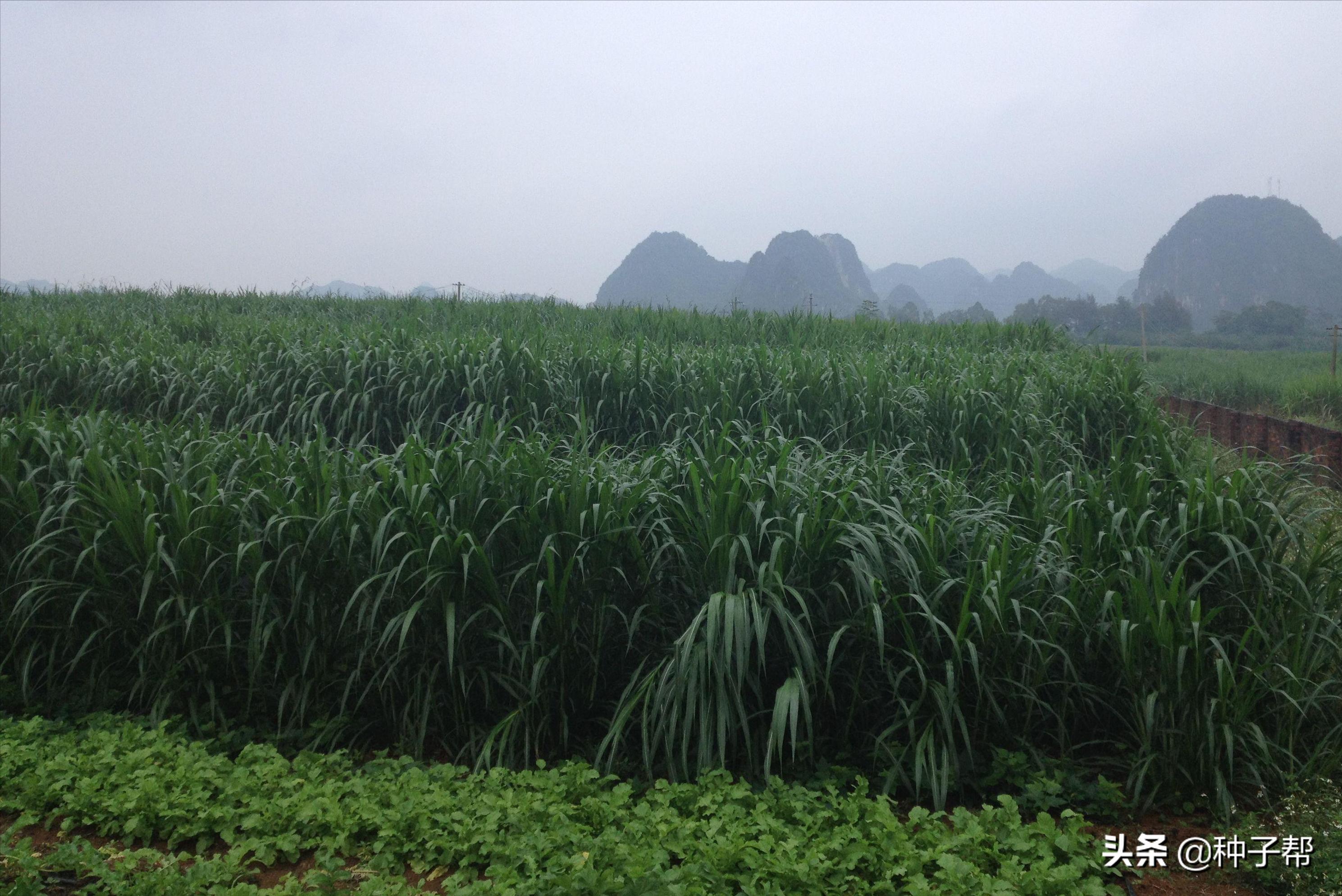 皇竹草北方亩产多少吨,北方皇竹草和甜象草哪个适合养牛