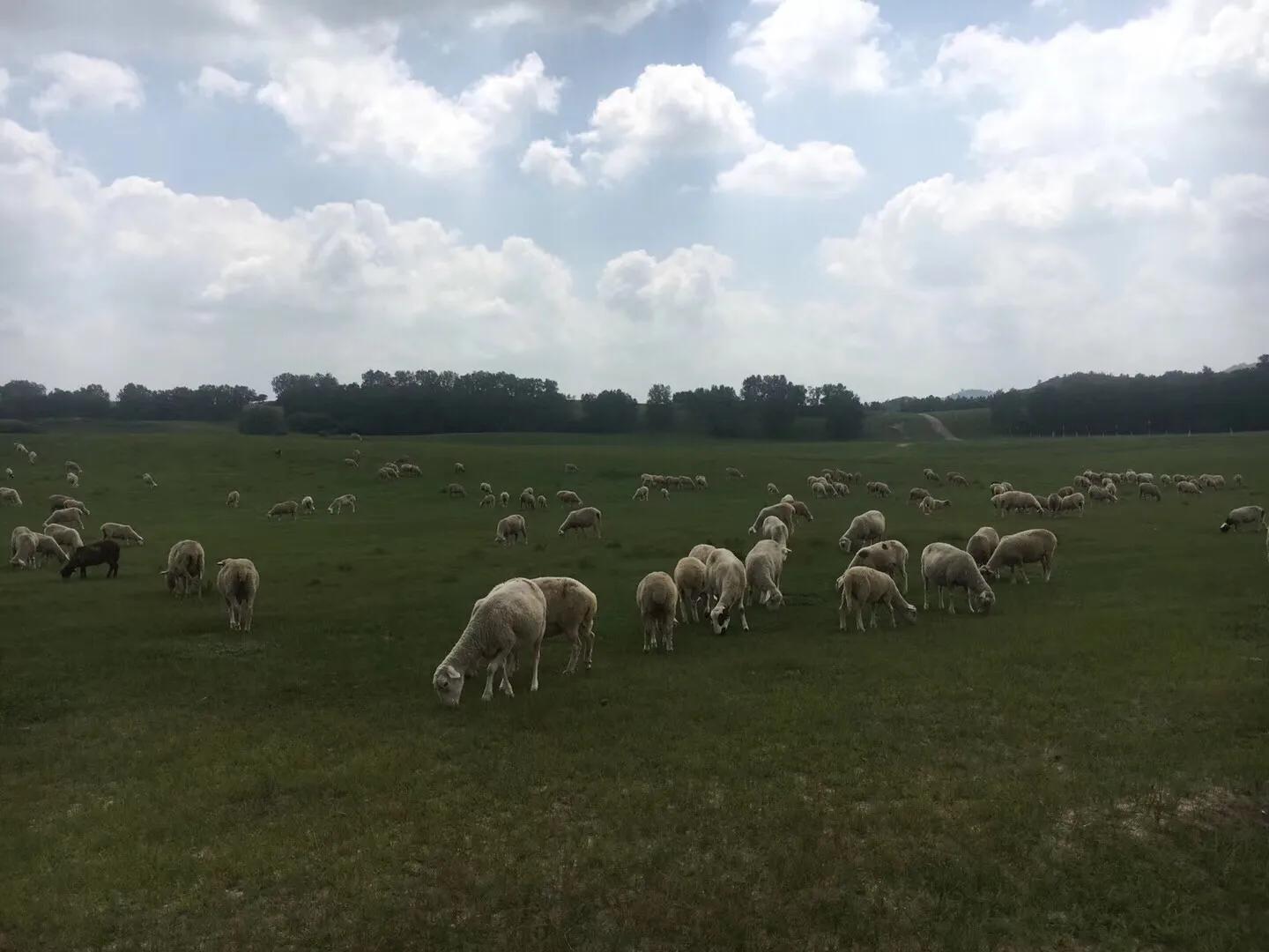 张北天路乌兰布统攻略,天津张北草原天路自驾游攻略