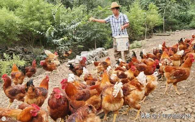 鸡消化不良、嗉囊胀气怎么治？喂上这个两天搞定