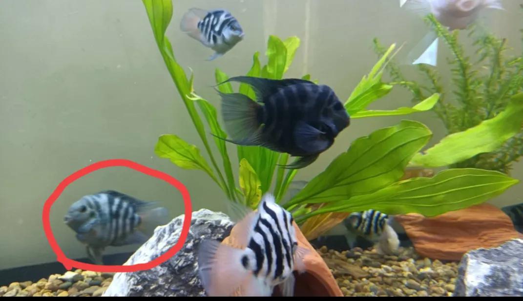 鹦鹉鱼可以跟迷你鹦鹉鱼一起养吗,迷你鹦鹉鱼和鹦鹉鱼能混合吗