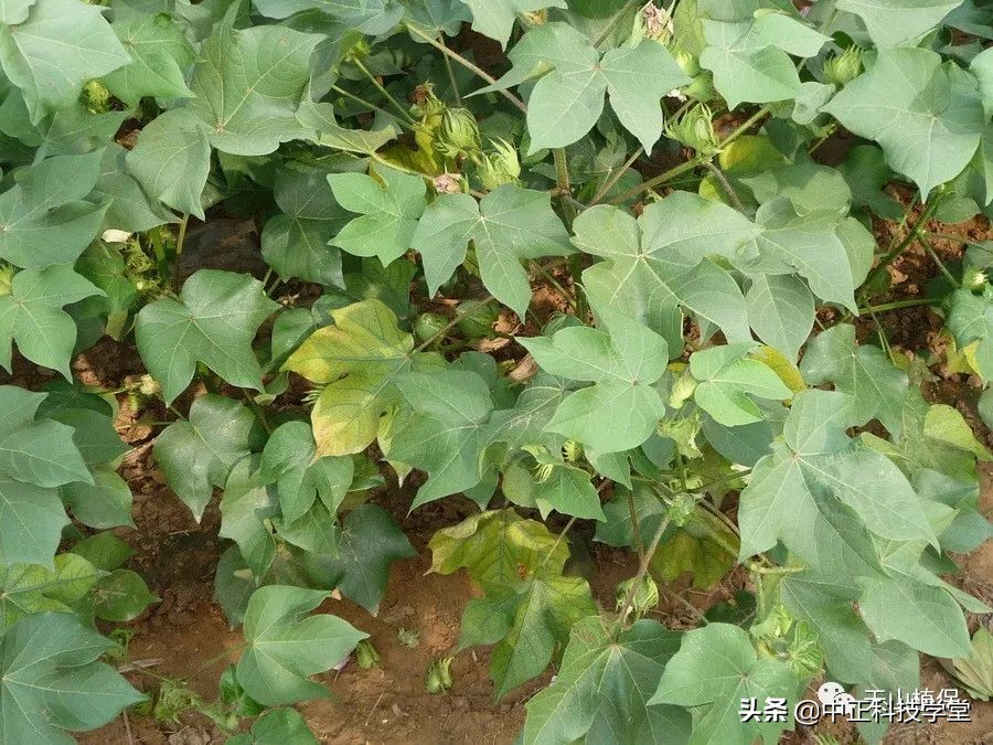 棉花缺肥的各种症状,棉花枯黄萎病怎么发生的
