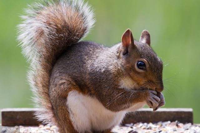 仓鼠金丝熊荷兰猪龙猫有什么区别,金丝熊和龙猫哪个比较通人性