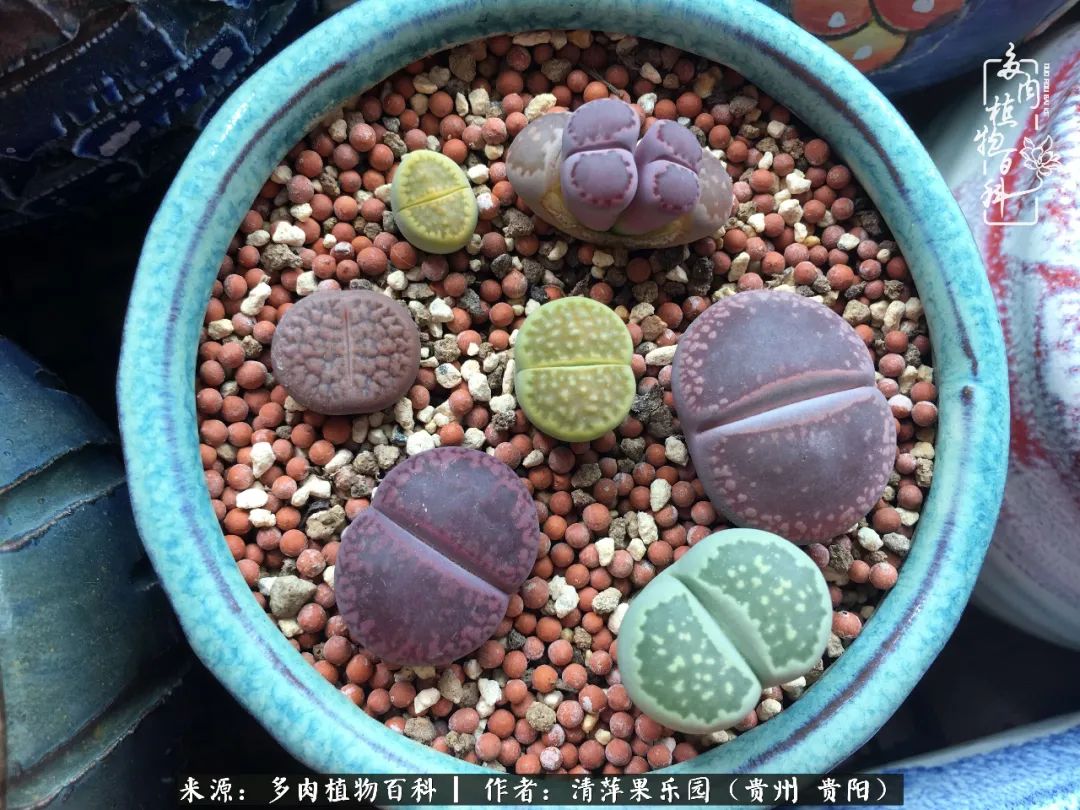 生石花庭院,晶莹剔透的生石花