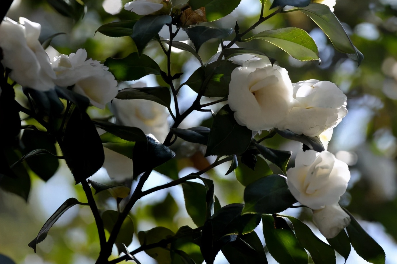 冷美人保湿精华,国货好物润肤保湿
