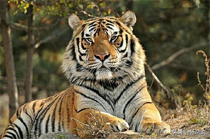 最大老虎能打过成年森蚺吗,世界上最大的蛇跟绿森蚺决斗