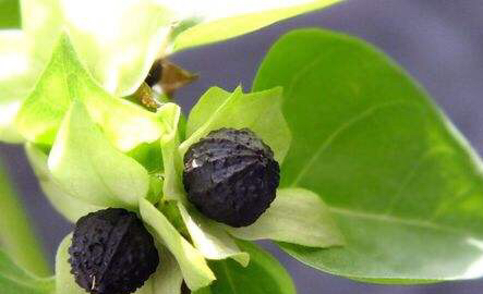 紫茉莉花种子怎么长出来,紫茉莉花的观赏特性