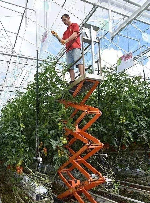 在荷兰的温室生活,荷兰农业温室增温设施