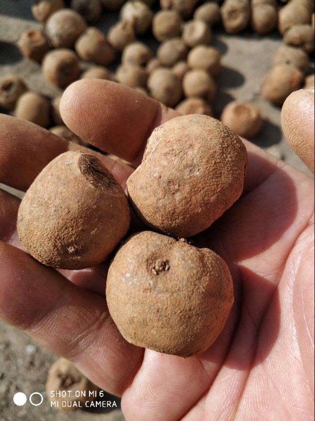 2023年魔芋种植有前景吗,魔芋的种植技术全部过程