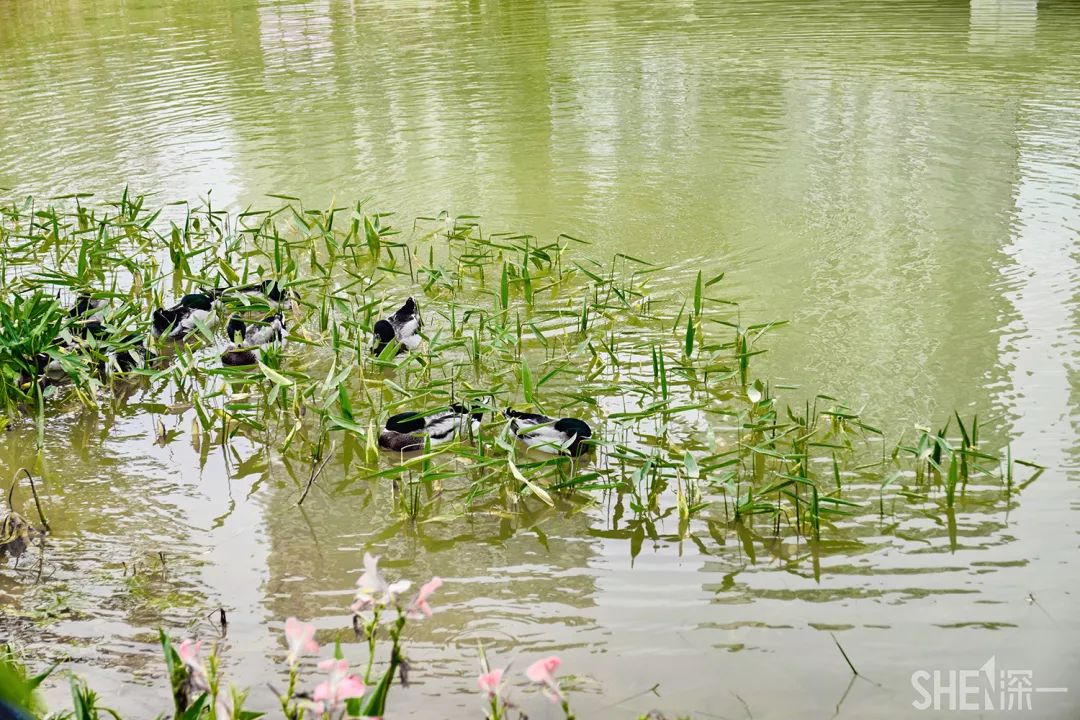 深圳网红公园地铁站,深圳地铁最近有什么公园