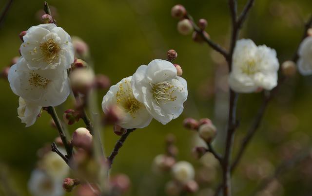 梅花怎样养护大全高清图片,梅花平时怎么养