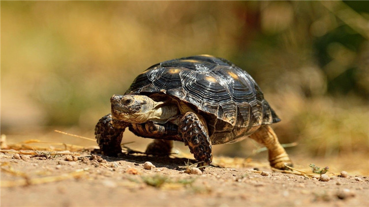 天气冷乌龟不吃食,乌龟冬天不吃食怎么办