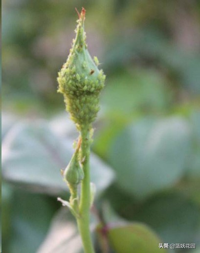 月季花苞上有蚜虫要如何处理,月季生蚜虫怎么处理