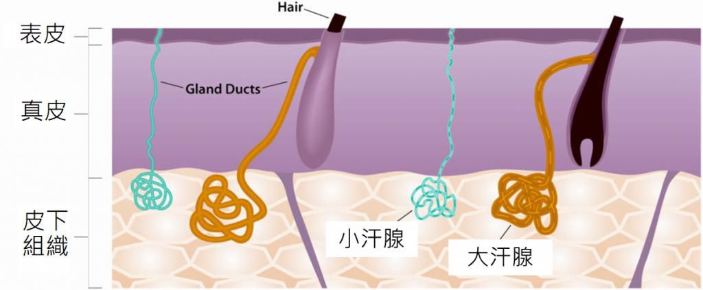 这个夏天带走了什么又留下了什么,这个夏天告别螨虫
