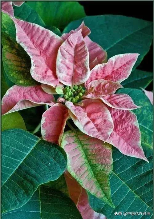 打翻了调色盘的花,打翻了调色盘的美景