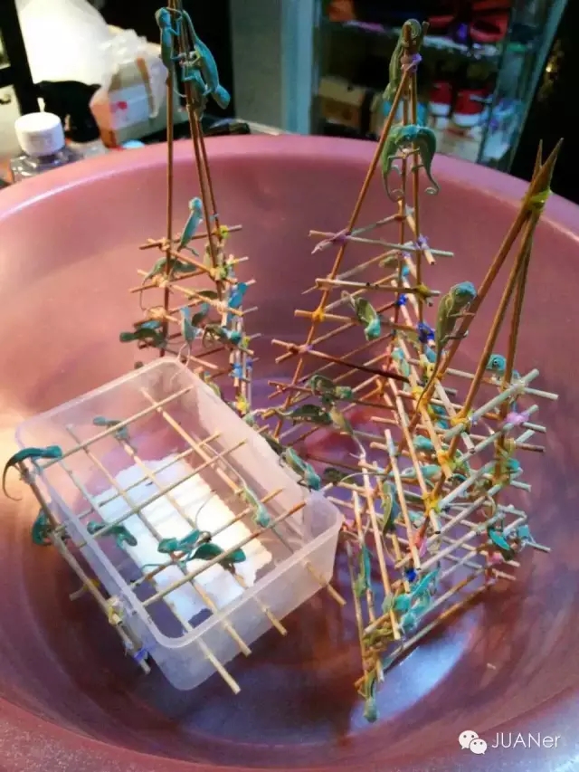 高冠变色龙饲养箱玻璃,高冠变色龙使用注意事项